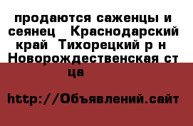 продаются саженцы и сеянец - Краснодарский край, Тихорецкий р-н, Новорождественская ст-ца  »    